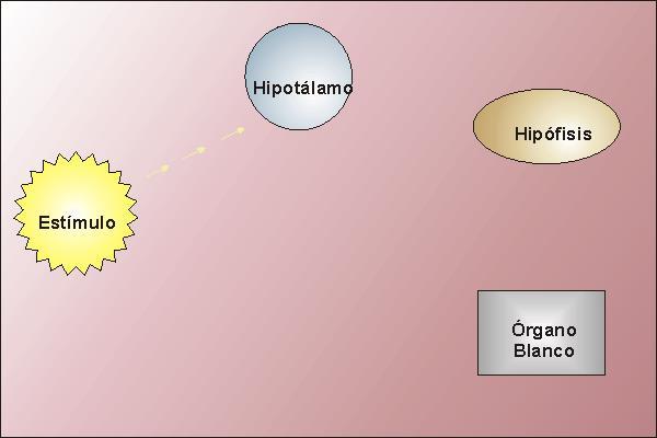 Introducción HORMONA Señal química que comunica mensajes reguladores dentro del organismo