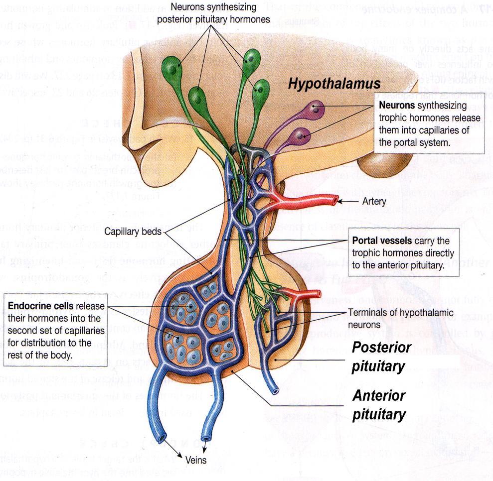 El eje hipotálamo-hipófisis Unidad funcional que se encuentra situado dentro del cráneo, en la base del encéfalo La hipófisis es un pequeña glándula endocrina que cuelga del hipotálamo.