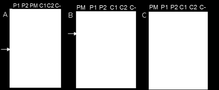El fragmento aislado fue reamplificado mediante PCR con los mismos cebadores y condiciones utilizadas en el experimento de AIMS.