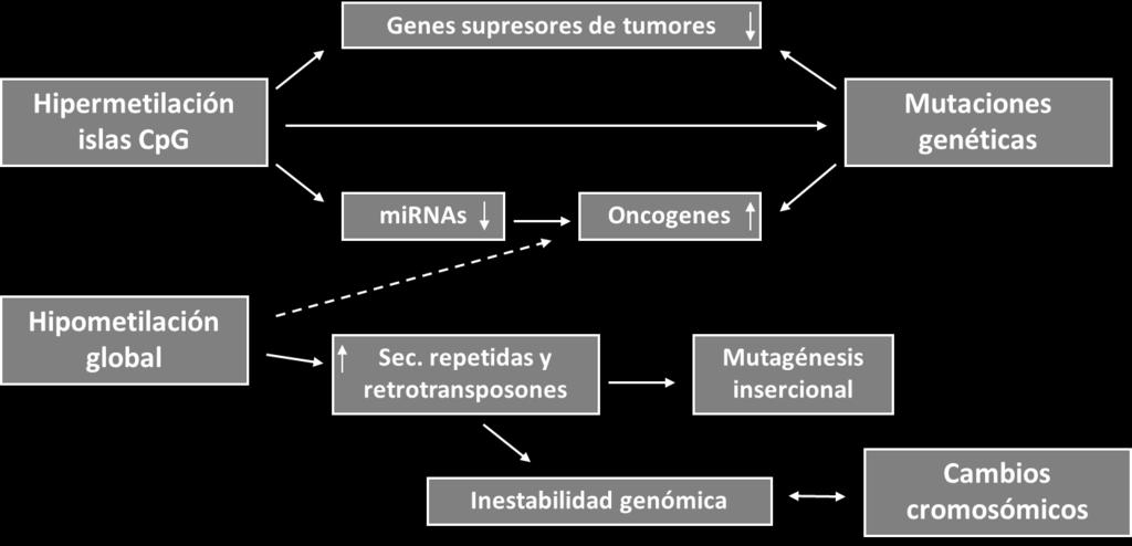 Figura 6. El cáncer es el resultado de la combinación de alteraciones genéticas y epigenéticas. La hipermetilación de promotores de genes supresores de tumores resulta en una inactivación estable.