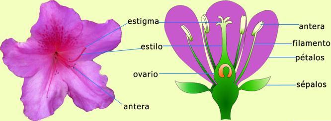 Reproducción sexual Las flores son los órganos reproductores de las plantas, su función es producir polen (células sexuales masculinas) y óvulos (células sexuales femeninas) para producir semillas