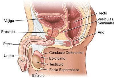 Testículos: son dos gónadas u órganos, ubicados fuera de la cavidad abdominal, en una bolsa llamada escroto, de piel.