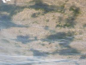 En algunes platges, sobretot, a Sant Pere Pescador, Palafrugell i Sant Feliu de Guíxols, ocasionalment, s ha observat la presència d algues surant a l aigua.
