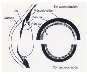 (67) Derecha: Esquema del cambio en el diámetro del anillo ciliar con y sin acomodación.