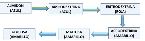 La hidrólisis parcial origina el disacáridos maltosa.