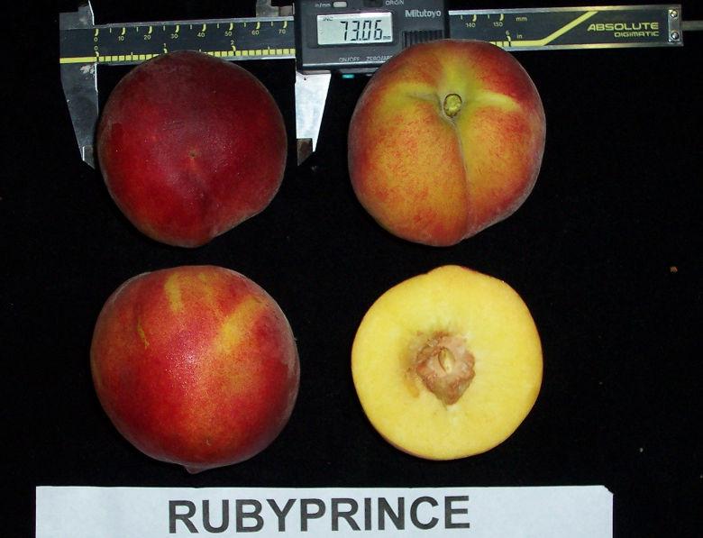 11 de 12 Color de Rubyprince Planta Medianamente