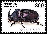 Coleoptera : Lucanidae : Lucanus cervus Coleoptera :