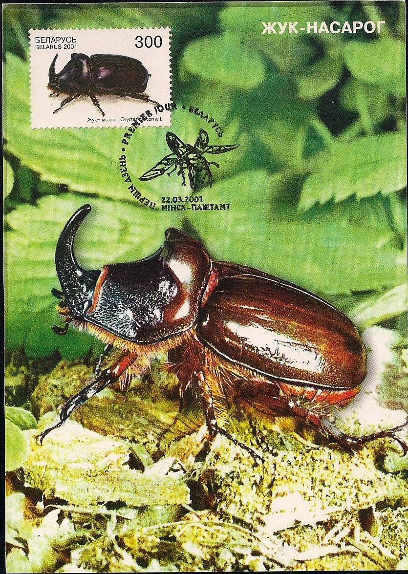 2001 Marzo 22 : Coleoptera, primer día