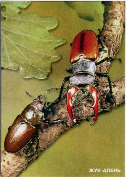 2001 : Coleoptera, tarjeta