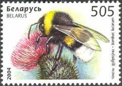 Hymenoptera : Vespidae : Polistes gallicus.