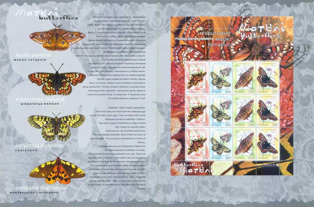 : Arctiidae : Pericallia matronula + Lepidoptera :