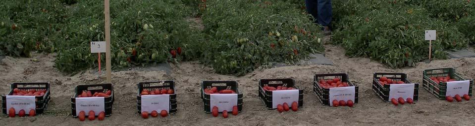 EXPERIMENTACIÓN DE VARIEDADES EN TOMATE DE INDUSTRIA 2010 A continuación se van a comentar los resultados de los ensayos de los dos tipos de tomate que más se cultivan en Navarra, para pelado entero