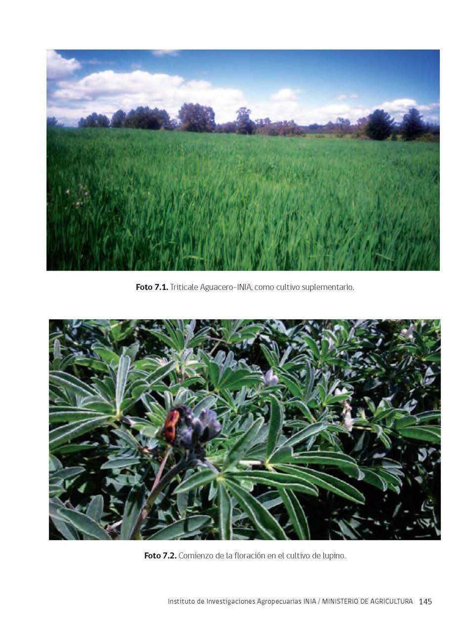 Foto 7.1. Triticale Aguacero-INIA, como cultivo suplementario. Foto 7.2.