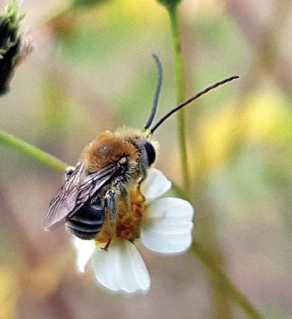 Las plantas arvenses, o también llamadas malezas, en terrenos abandonados o jardineras soportan una diversidad de abejas nativas en las ciudades. En la imagen, un ejemplar de macho de Melissodes.