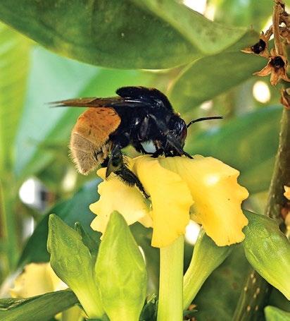 10 Las abejas urbanas visitan las flores de plantas nativas y exóticas que usamos para adornar nuestras casas; las plantadas en parques, jardines, huertos urbanos, árboles y arbustos en los
