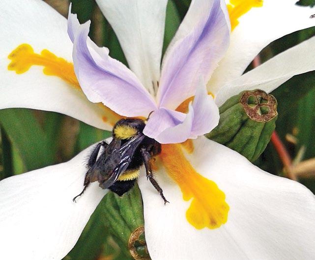 Proveerles alimento plantando especies que atraen a las abejas, como salvia, albahaca, tomillo, manzanilla, dando preferencia a especies de plantas nativas, y si el espacio del jardín lo permite