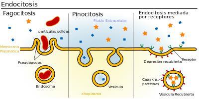 incorporada al interior de la célula. Según el tipo de molécula incorporada existirán dos tipos de endocitosis.