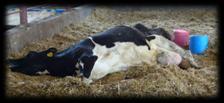 0 CCS de vacas con mastitis clínicas recurrentes Mes Objetivos del El objetivo de los productores es práctico y económico Minimizar el número de vacas con leche anormal Rápido retorno a la leche