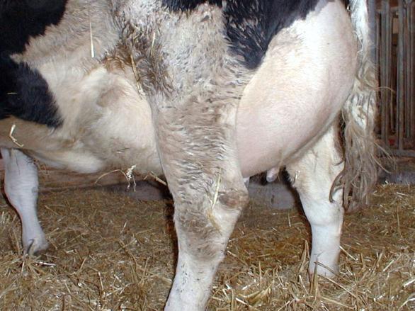 Procentaje de recurrencia Un caso hipotético Vaca cruza de 6 años 8 meses en lactancia, preñada CCS al finalizar la últ. lactancia 880.