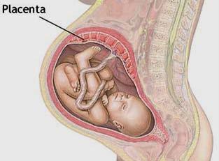 El embrión y feto se relacionan con el exterior a través de la PLACENTA Las substancias ambientales