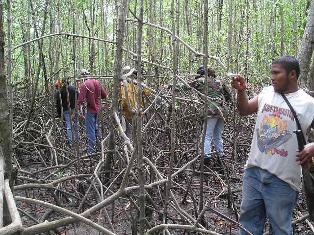 Taller de capacitación: Manejo y Aprovechamiento de los Bosques de Manglares, en la Comunidad del Espavé.