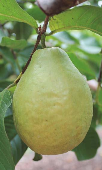 Banco de Germoplasma de Guayaba como clon 0328; posteriormente, por sus características de productividad y calidad de fruta (Escobar, 2004), fue seleccionado para