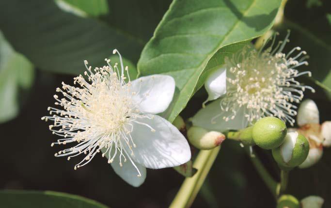 Roña o clavo de la fruta (Pestalotia versicolor Speg.). Se realizan controles mediante podas sanitarias de ramas improductivas, enfermas o viejas para evitar focos de infección.