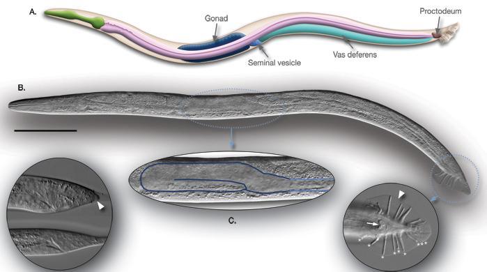 Anatomía de un C. elegans macho adulto http://www.