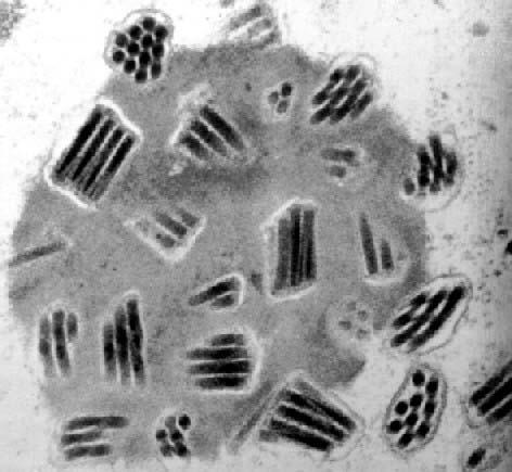 Biología de los baculovirus Los baculovirus son una familia de virus que infectan principalmente lepidópteros, himenópteros y dípteros en su estadio larval. El rango de hospedador es muy estrecho.