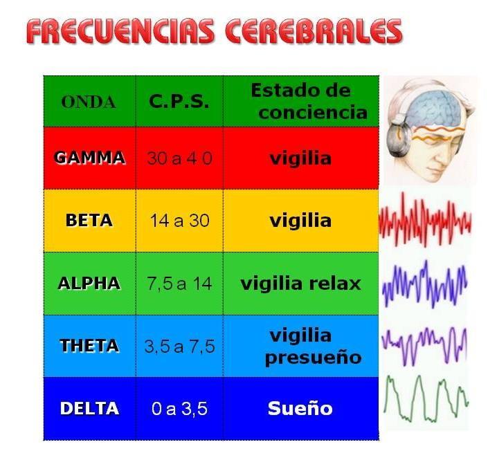 5 Los ritmos de las ondas cerebrales son, según se cree, el resultado de impulsos electroquímicos que se producen en las células del cerebro cuando éstas envían información a diversas partes del