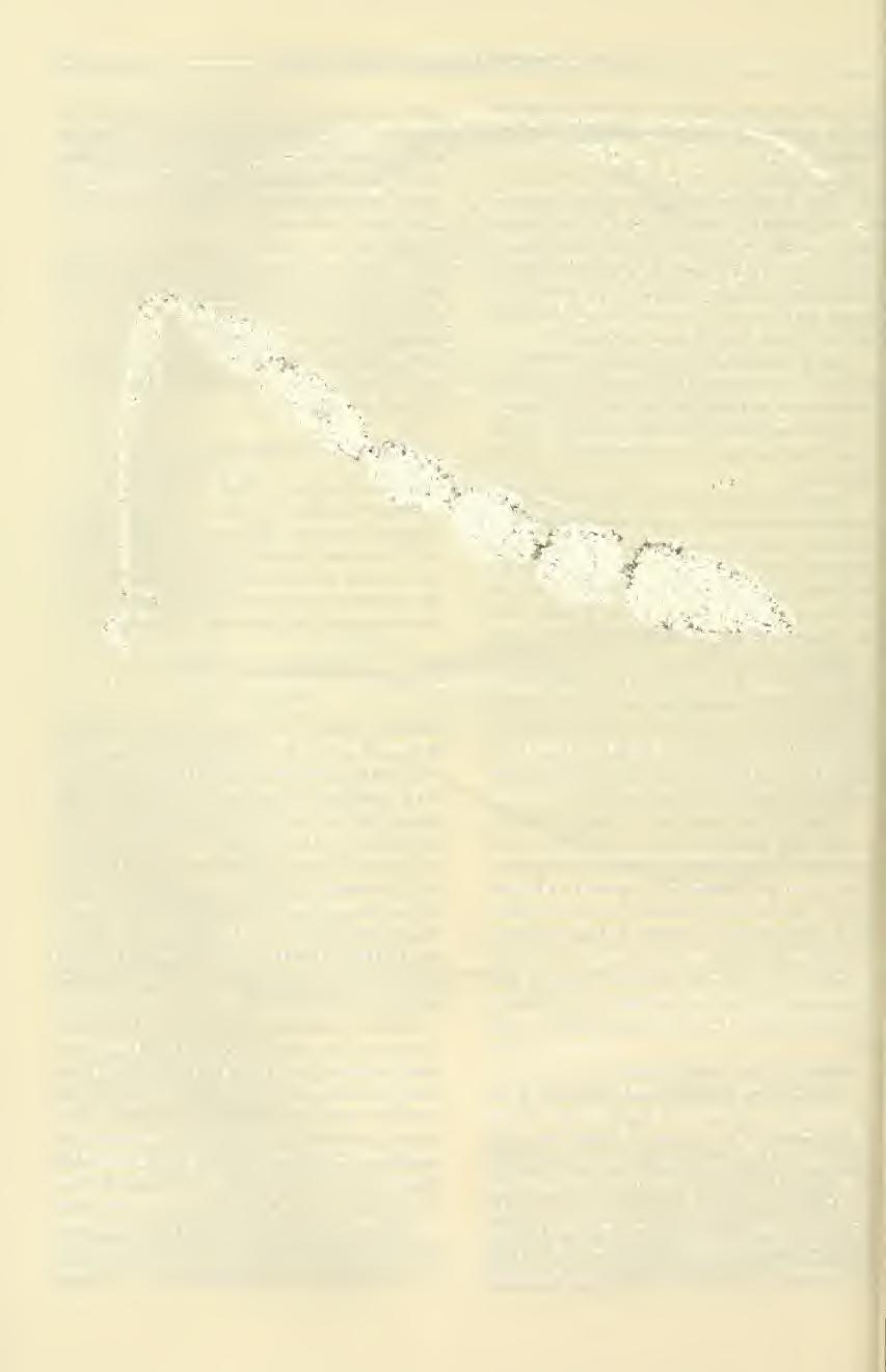 46 Rev. Chilena Ent. 16, 1988 Figuras 10 y 11: 10, Ala anterior de la hembra de Cirrospiloideus latifasciatus sp. n.; 1 1, Antena de la misma.