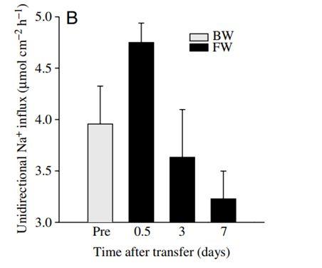 El flujo unidireccional de Na+ a través del intestino aislado no presenta cambios significativos post transferencia a agua dulce El pequeño aumento en