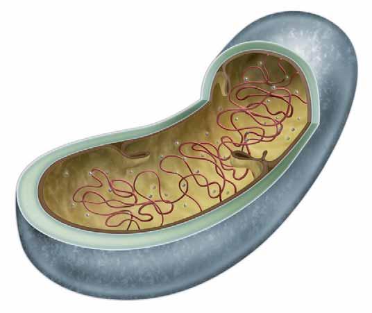 La membrana plasmàtica que cobreix la cèl lula presenta uns replecs interns anomenats mesosomes.