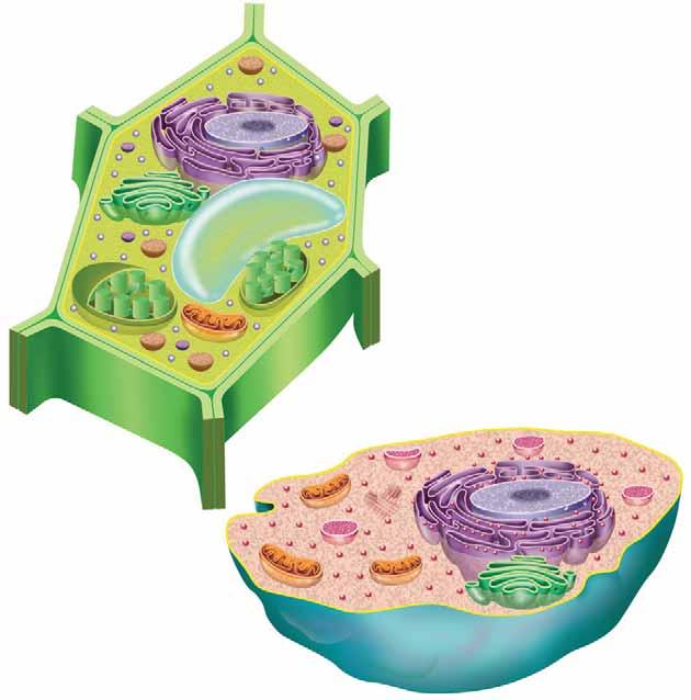 Hi ha dos tipus de cèl lula eucariota, la cèl lula animal i la cèl lula vegetal.