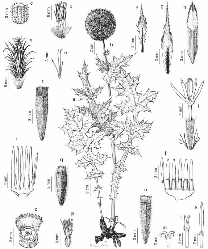 Lám. 7. Echinops sphaerocephalus subsp.