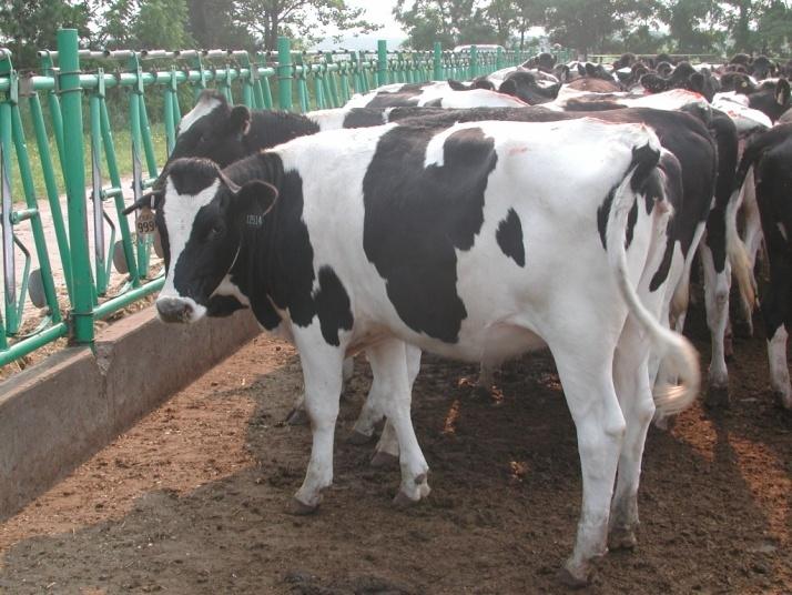 La Edad al Parto Afecta la Subsecuente Producción n de Leche Vaquillas pariendo entre los 23 a 24 ms de edad es lo óptimo para la producción de leche en la primera lactancia A pesar de que las