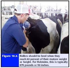 Cuando encastar las Vaquillas Holstein Recomendaciones al Encaste Edad = 13 meses Peso = 875 lb (396 kg) Altura a la cruz = 50 in (127 cm) Recomendaciones al Parto Edad al primer parto = 22-24 months