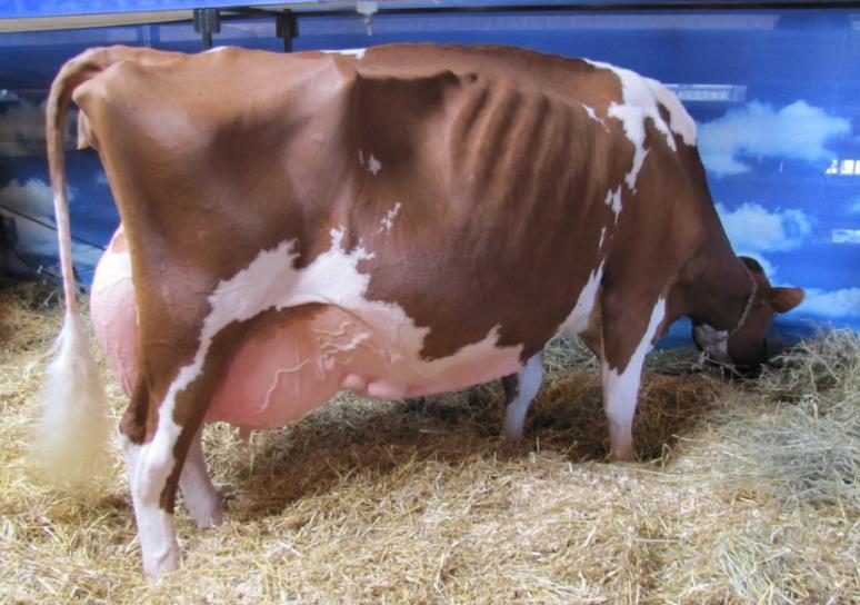 Figura 8. Vaca Holstein rojo con extrema profundidad corporal, amplia cavidad ab--..dominal y costillar 2.1.