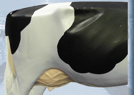 Muy alta. Nivel Adecuado Muy baja Figura 9. Ángulo de anca, diferentes niveles de las puntas del anca con respecto a..la cadera (Holstein Canada 2007) 2.1.