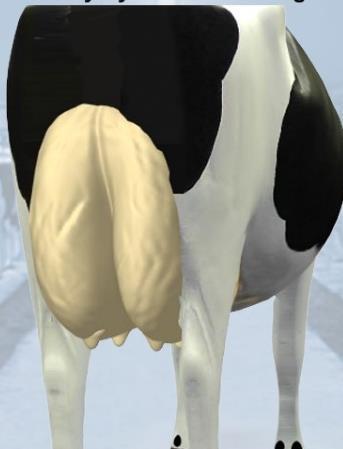 Además deben ser de buen diámetro (Holstein Association 2012).
