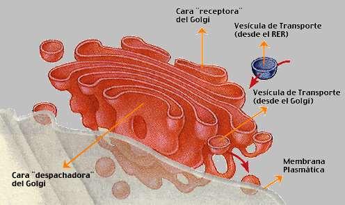 Aparato de Golgi Consiste en un sistema de membranas apiladas, siendo una estructura dinámica y cambiante.