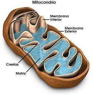 Mitocondrias Son estructuras rodeadas de dos membranas donde se producen los