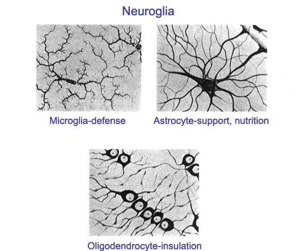 CELULAS DEL SISTEMA NERVIOSO Neuronas o células nerviosas Células de la