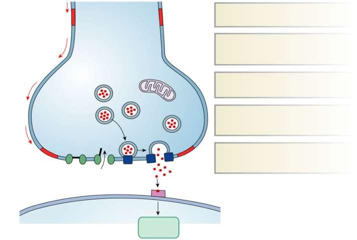 Cell-to-Cell: Calcium Action potential 1 An action potential depolarizes the axon terminal.