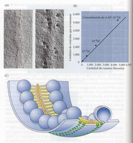 Microscopia de criofractura: fusión de vesículas sinápticas en