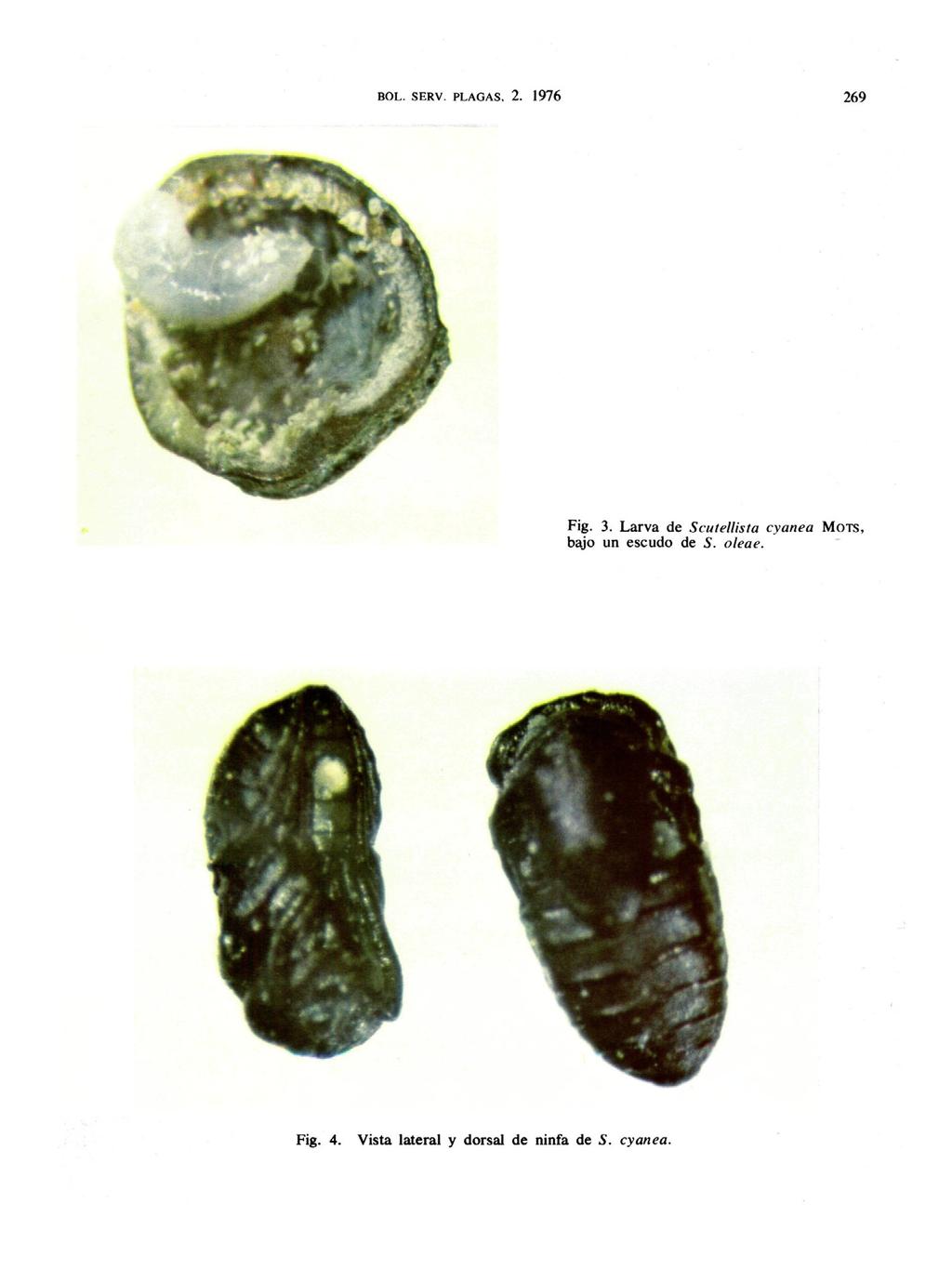 Fig. 4. Vista lateral y dorsal de ninfa de 5. cyanea. Fig. 3.