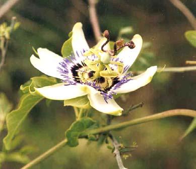 82 3.2.2.6.e. Importancia Passiflora caerulea L. (mburucuyá, la flor de la pasión, del guaraní mberú-cu-oyahá, significa criadero de moscas, porque con frecuencia visitan esas flores).