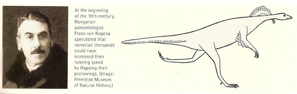 El problema de que las plumas hayan evolucionado como una adaptación al vuelo es que están presentes en dinosaurios maniraptores que no eran voladores.