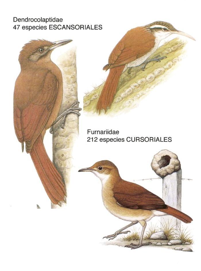 Un ejemplo del Homology Approach: El caso de la cola de los pájaros trepadores en relación al tamaño