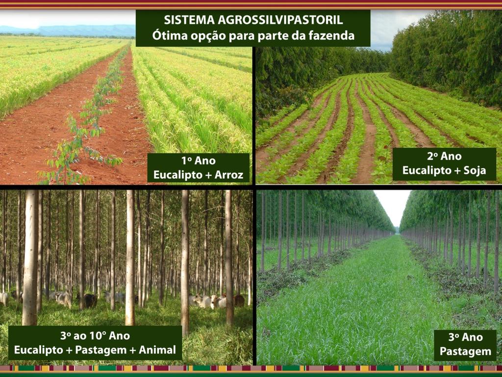 Tecnologías para la agricultura Consorcio Reduce la temperatura del cultivo y la evapotranspiración.